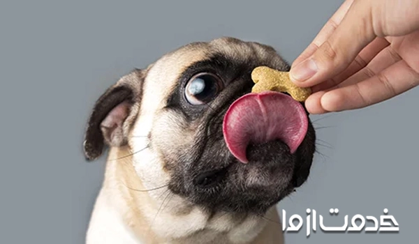 آموزش دستور نخور به سگ	